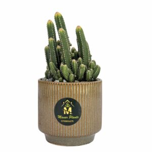 نبات جلد النمر – snake plant