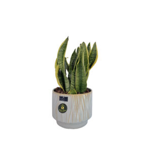 نبات جلد النمر – snake plant
