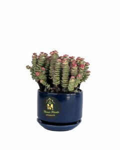 نبات جلد النمر – snake plant